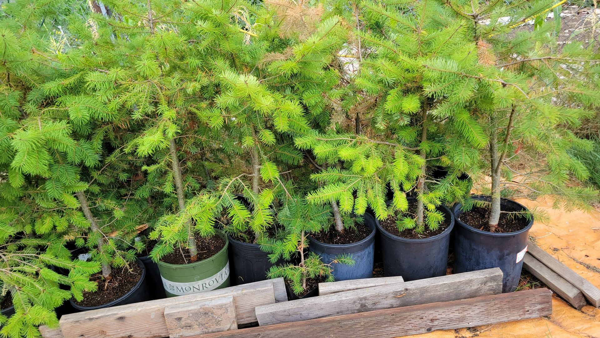 Christmas Tree Inoculated With Oregon Truffles 