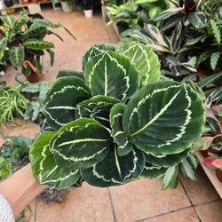 Calathea Green Lipstick 