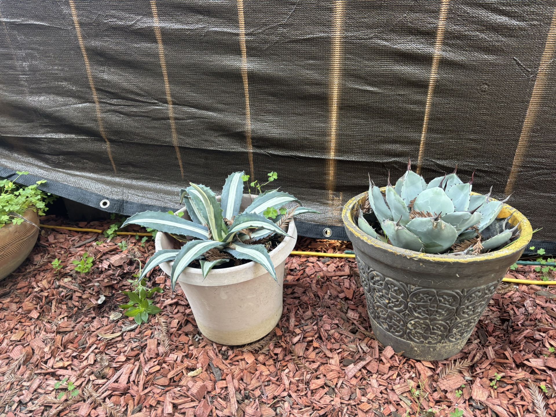 Two Succulent Plants