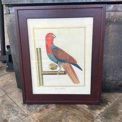 Malauccan King Parrot Framed Art
