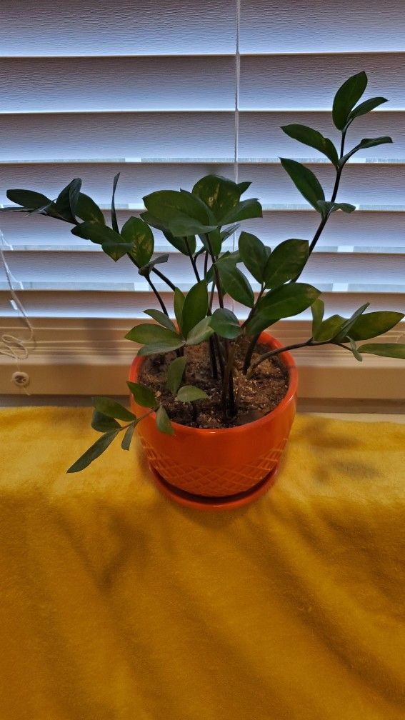 Adorable Plant For Sale