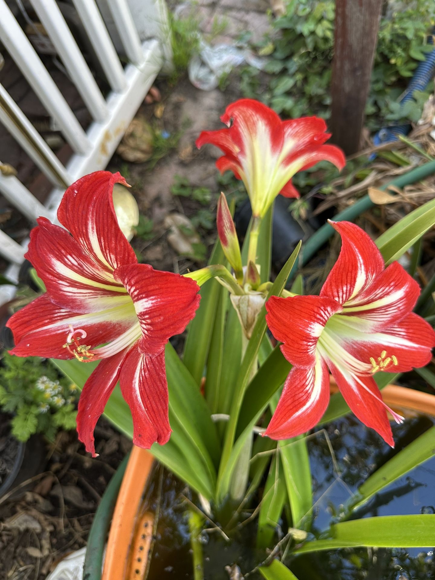 Amaryllis