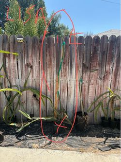 Dragon fruit plant-LISA variety 6ft
