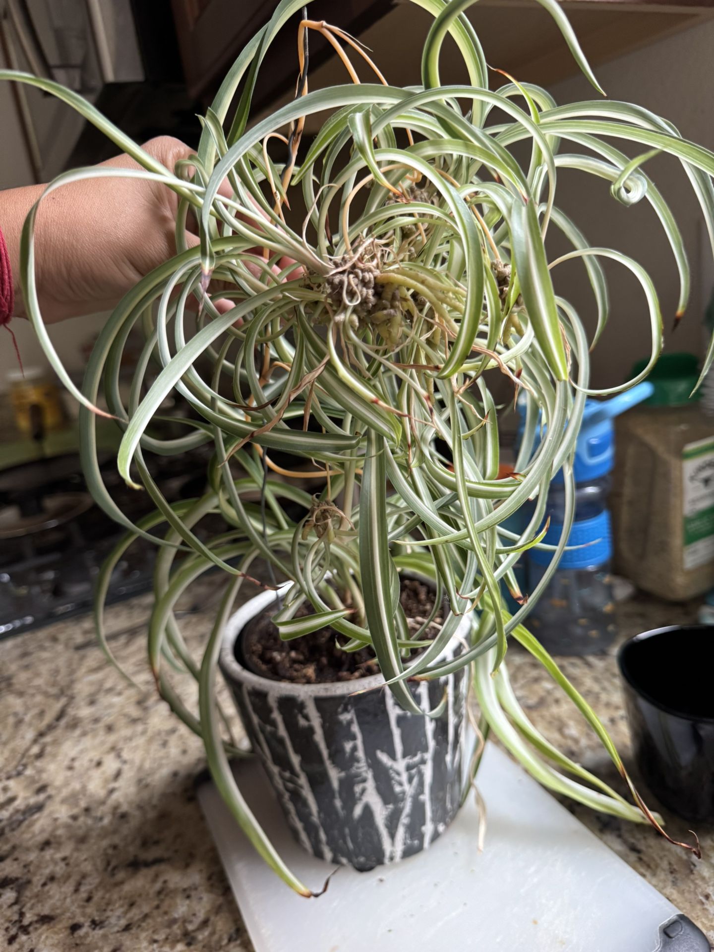 Spider Plant