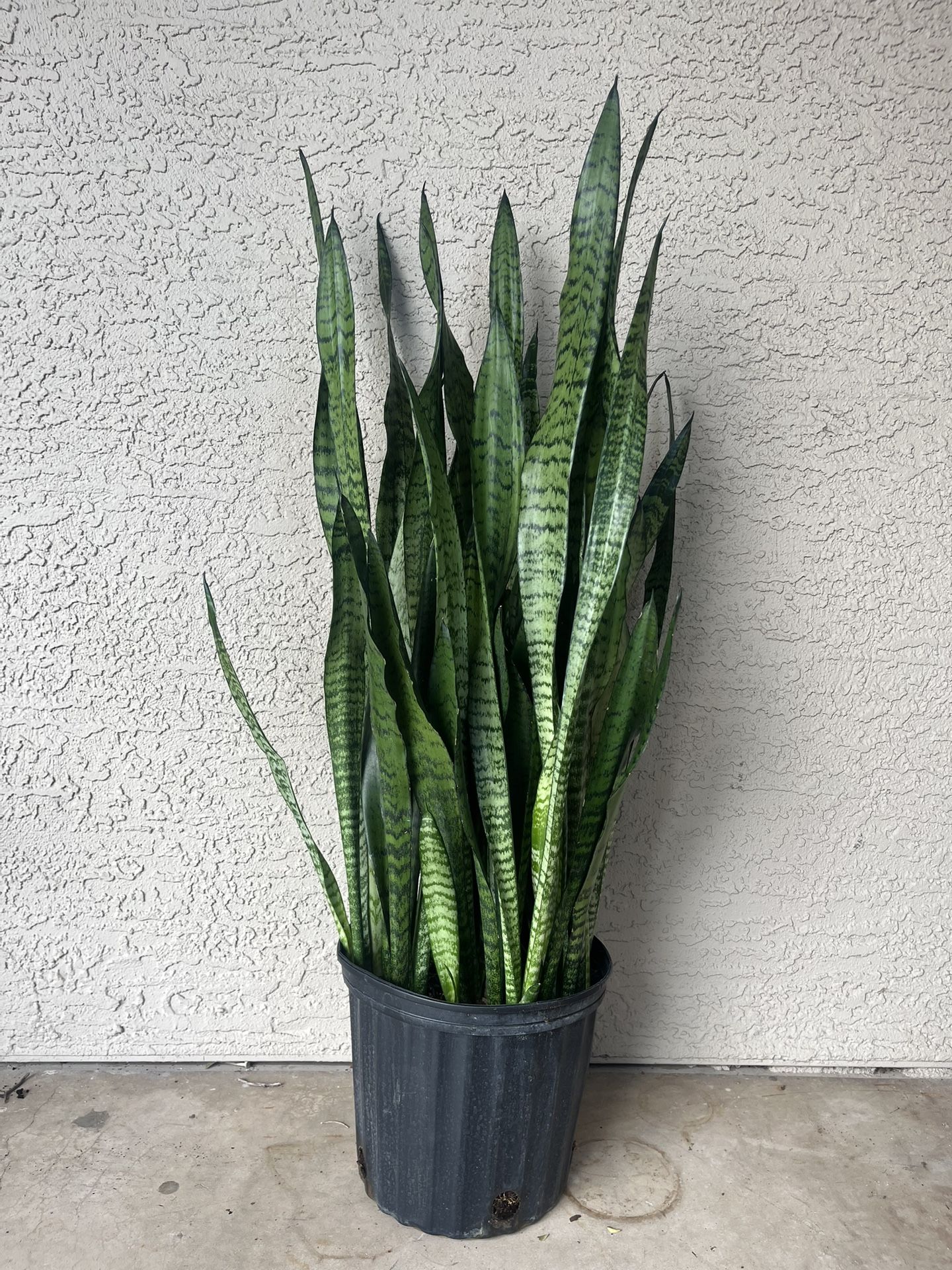 Snake Plant