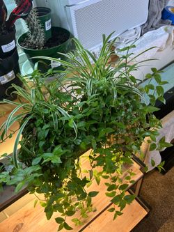 Two spider and wondering Jew plants 🪴 $10 each