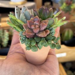 Mini Planter Succulent Arrangement 