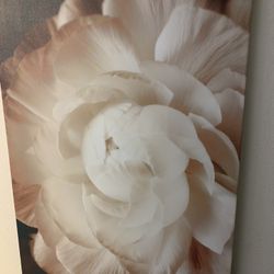 Modern Rose Picture Frame
