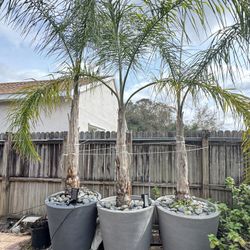 Queen Palm Trees  with Pots & Mexican Grey River Rocks 