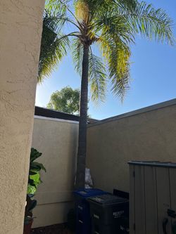 Palm Tree