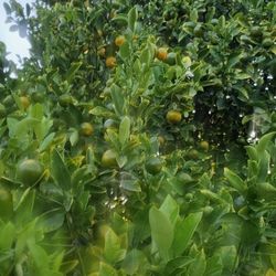 Calamansi Fruits 