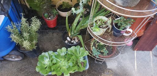 Plants $2 And Up ndior Outdoors  Succulent's   Alovera More Puxk Up Culver City Aerea 