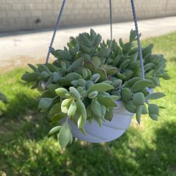 Succulent Plants 
