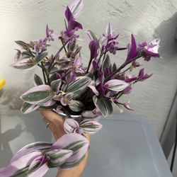 Tradescantia 