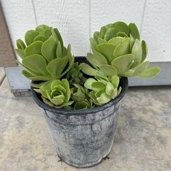 Aeonium Urbicum Plant 