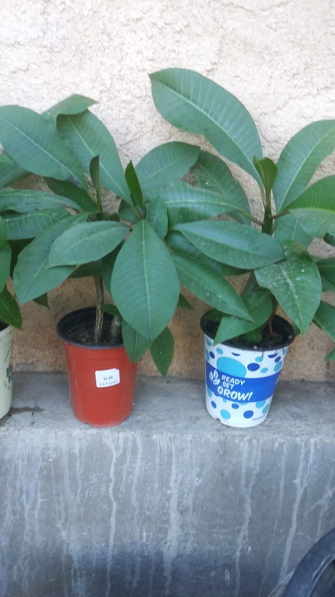 plumeria plants