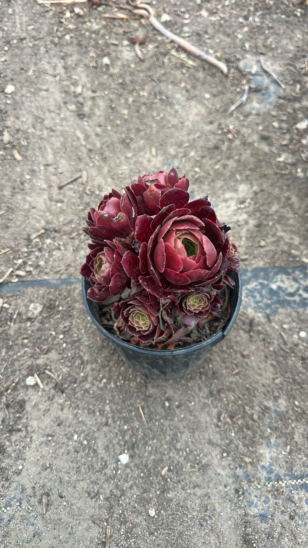 Plants