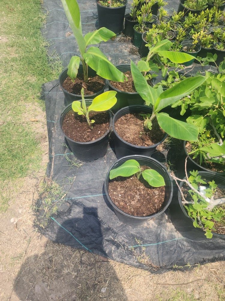 Plantas De Platanos 3gallones 2ft Tall