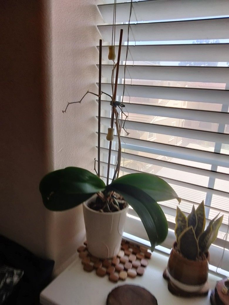 Red Natural Orchids in Ceramic Pots