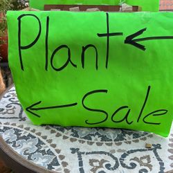 Plants For Sale those ones and more prices starting for three dollars each