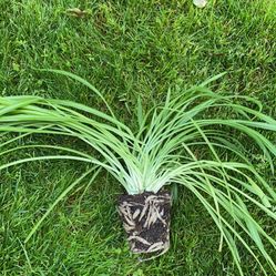Spider Plant In 4.5 Inch Pot