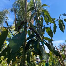 Avocado