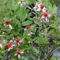 Pineapple Guava Plants! Evergreen foliage!