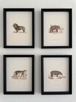 Set of 4 Classic Animal Drawings