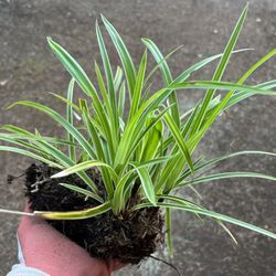 Ornamental grass Evercream Weeping Sedge