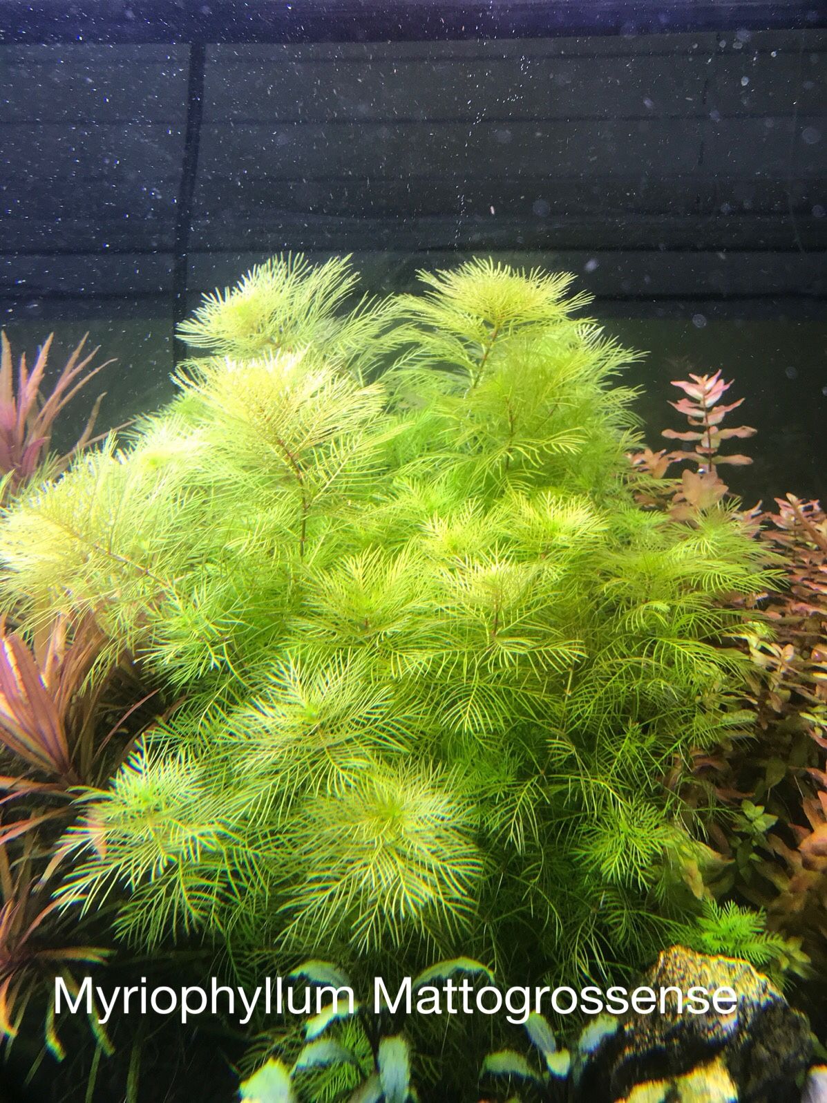 Aquarium plants
