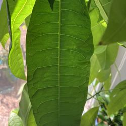 2’8 Tall Money Tree