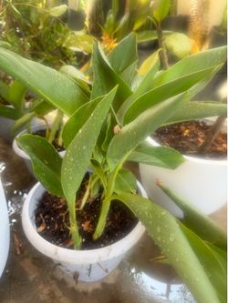 Plant