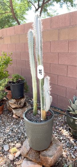 Blue torch cactus