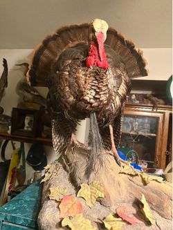 Wild turkey 11 and three-quarter inch beard