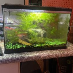 5 Gallon Fish Tank