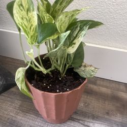 Plant For Room $10