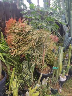 Fire Stick pencil tree plant