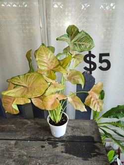 Pink Arrowhead Plant