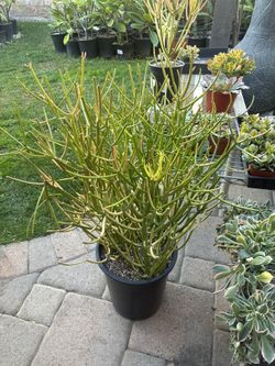 Large 5 Gallon Sticks Of Fire