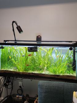 Live aquarium plants
