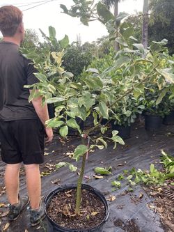 Variegated pink lemon tree grafted