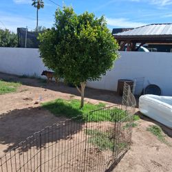 Álguien Que Transplante Este Arbol 