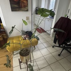 Indoor Plants - Can Sell Individually Or Collectively 