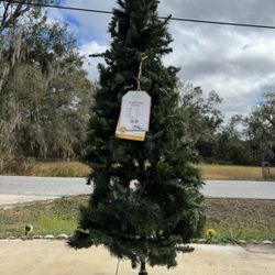 Virginia Pine Lit Tree