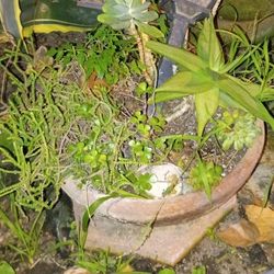 Large Terracotta Pot With  Assorted Succulants