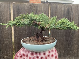 Bonsai Japanese Garden Juniper $50 Each