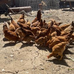 Están Los Pollos Disponibles Para El Caldo?