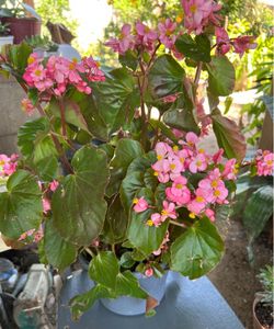 Begonia Plant
