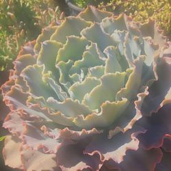 Echeverias 