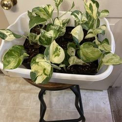 $4 Each | “Manjula” Pothos | Air Purify | Low Light | Hang In A Basket | Trail Up A Wall | Rooted Starter Plant